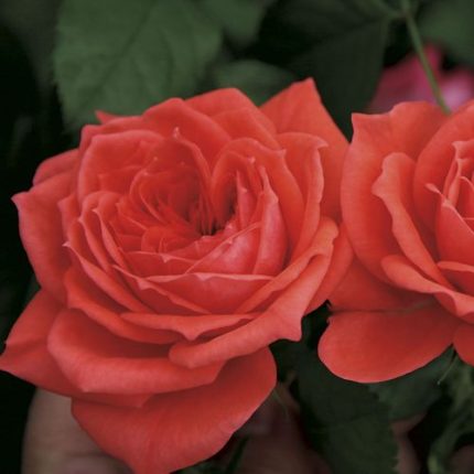 Jolie Veranda Floribunda Rose