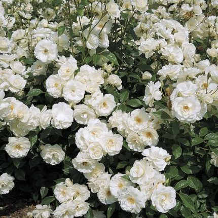 Iceberg Climbing Rose