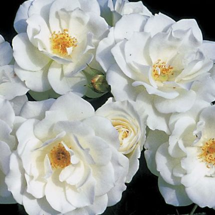 Iceberg Climbing Rose