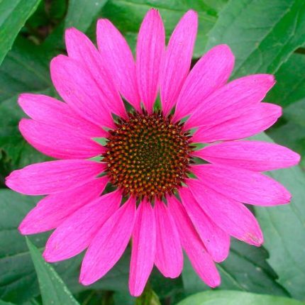 Echinacea 'Magnus' Coneflower