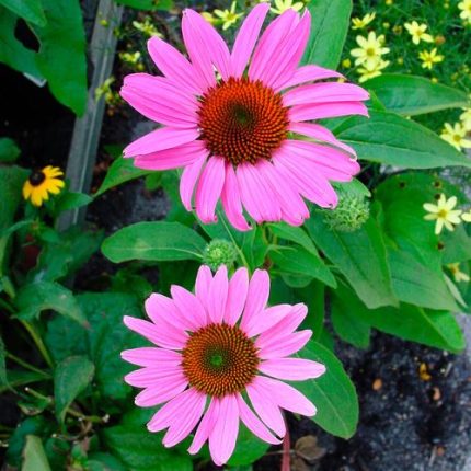 Echinacea 'Magnus' Coneflower