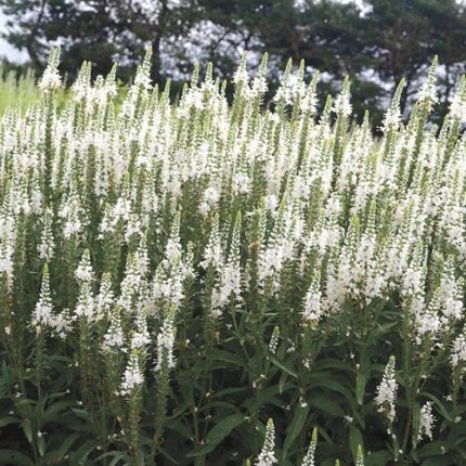 Veronica Magic Show 'White Wands'