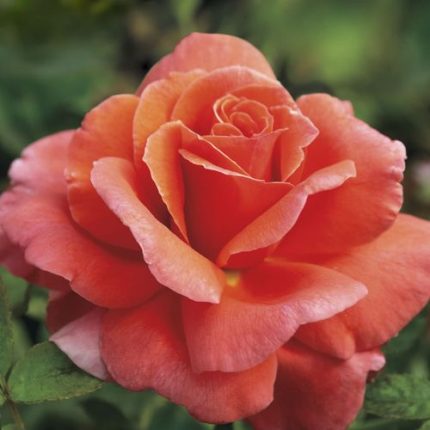 Sriracha Floribunda Rose