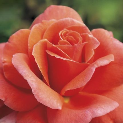 Sriracha Floribunda Rose