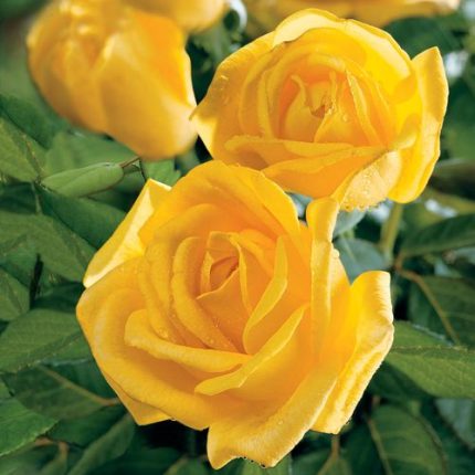 Radiant Perfume 24-Inch Tree Rose