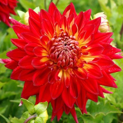 Dahlia Manhattan Island Bulb