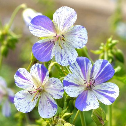 Geranium 'Delft Blue'