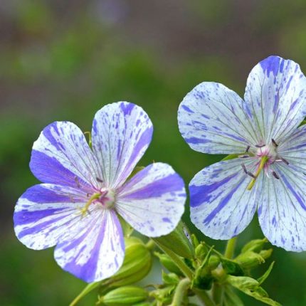 Geranium 'Delft Blue'