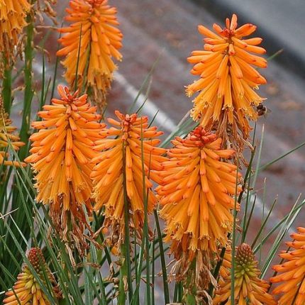 Kniphofia 'Poco Orange'