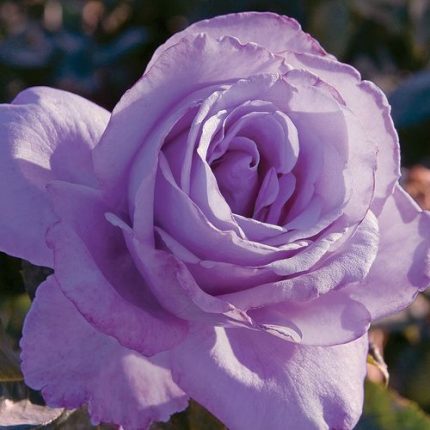 Blue Girl Hybrid Tea Rose