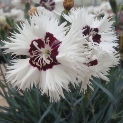 Dianthus Star Single Stargazer