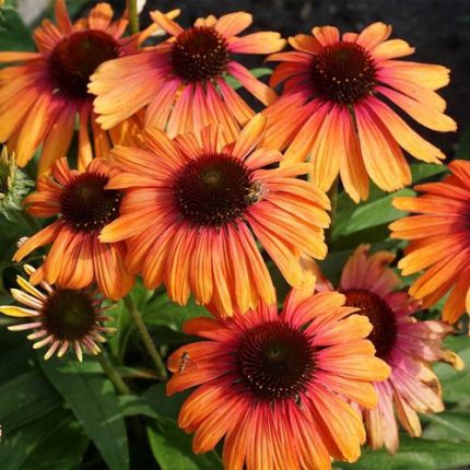 Echinacea Butterfly Rainbow Marcella Coneflower