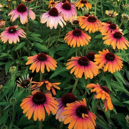 Echinacea Butterfly Rainbow Marcella Coneflower