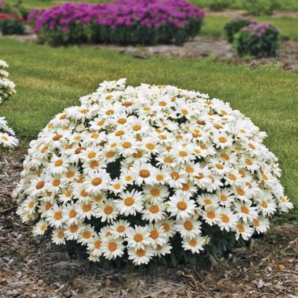 Leucanthemum Whoops-a-Daisy