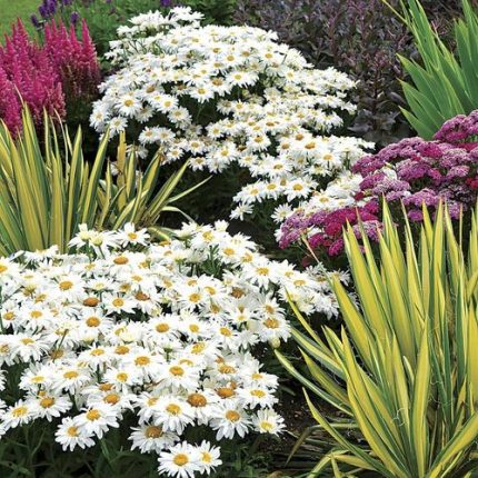 Leucanthemum Whoops-a-Daisy