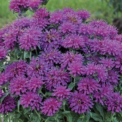 Monarda Sugar Buzz 'Grape Gumball'