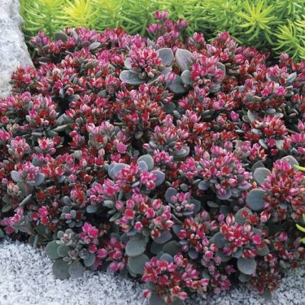 Sedum SunSparkler 'Blue Elf' Stonecrop