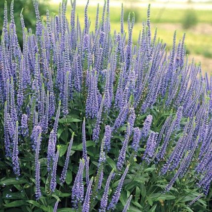 Veronica 'Blue Skywalker'