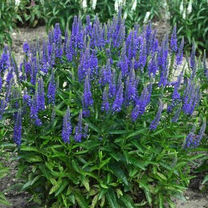 Veronica 'Royal Rembrandt'