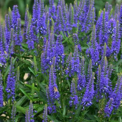 Veronica 'Royal Rembrandt'