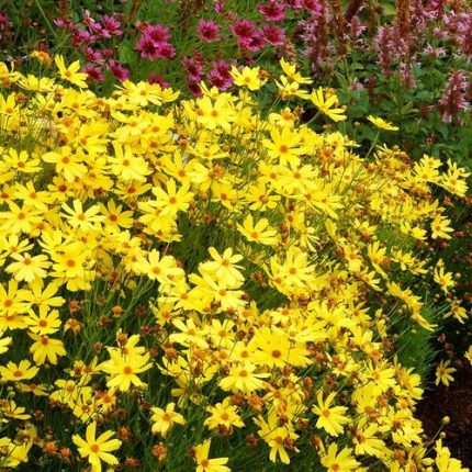 Coreopsis 'Citrine'