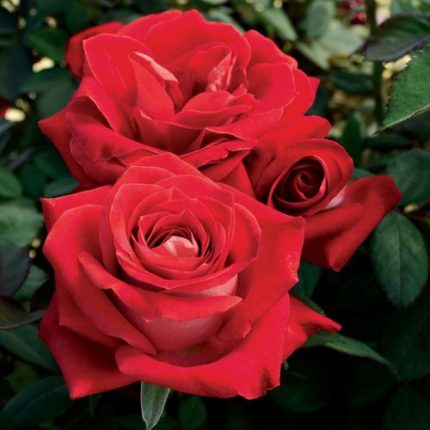 Grateful Heart 24-Inch Tree Rose