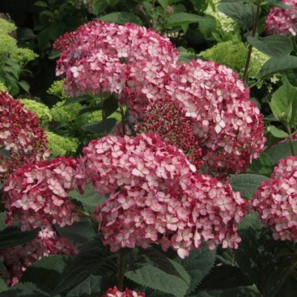 Hydrangea Invincibelle Ruby Smooth Hydrangea