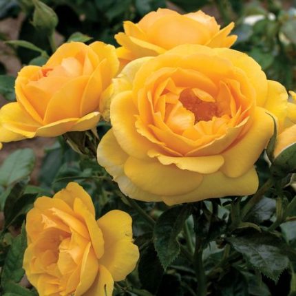 Soaring to Glory 24-Inch Tree Rose