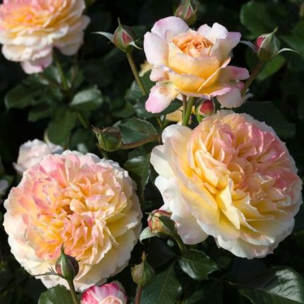 La Park 24-Inch Tree Rose