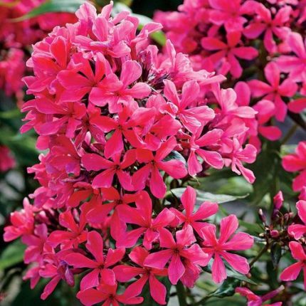 Phlox 'Cleopatra'