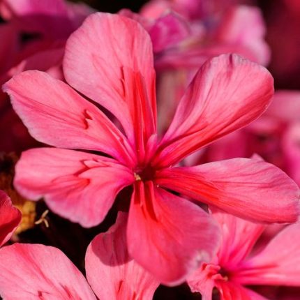 Phlox 'Cleopatra'