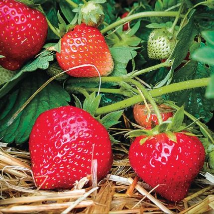 Fragaria 'Eclair' Strawberry