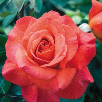 Sedona 24-Inch Tree Rose