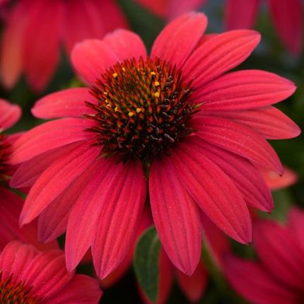 Sombrero Baja Burgundy Coneflower