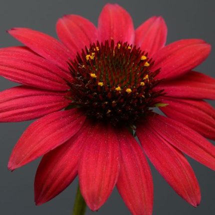 Sombrero Baja Burgundy Coneflower