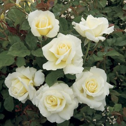 White Licorice 24-Inch Tree Rose