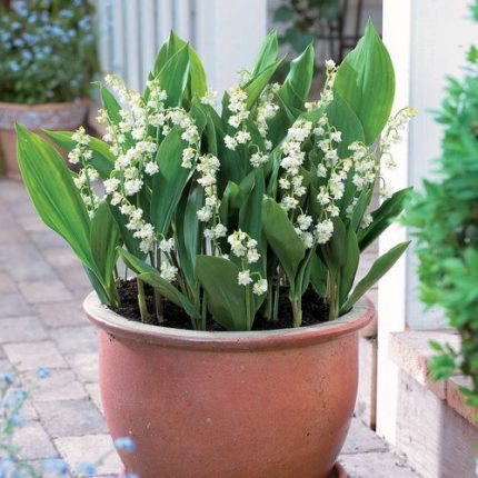 Convallaria 'Prolificans'