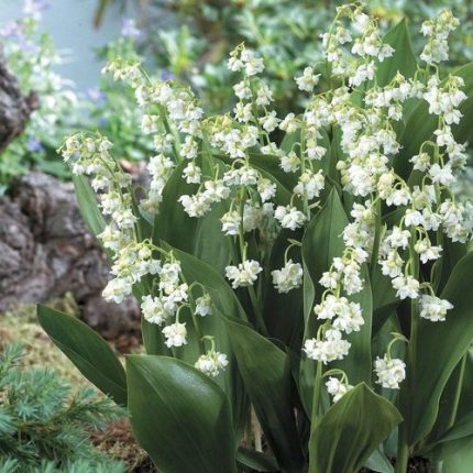 Convallaria 'Prolificans'