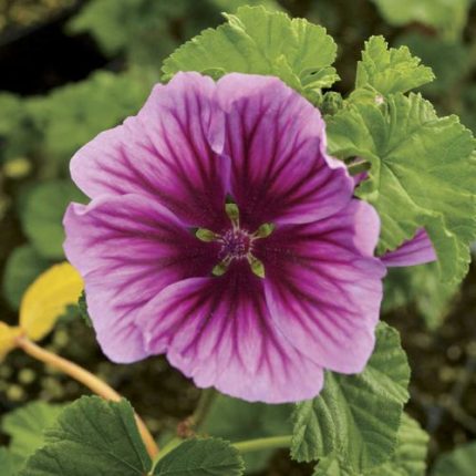 Zebrina Hollyhock Mallow