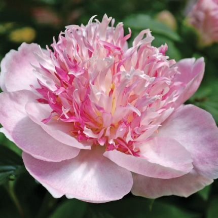 Paeonia 'Do Tell' Peony