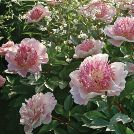 Paeonia 'Do Tell' Peony