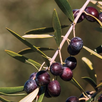 Olive 'Arbequina' Tree