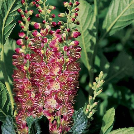 Clethra 'Ruby Spice'