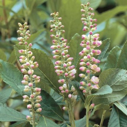 Clethra 'Ruby Spice'