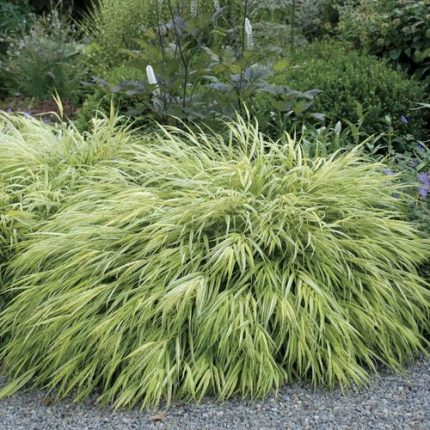 Hakonechloa 'Aureola'