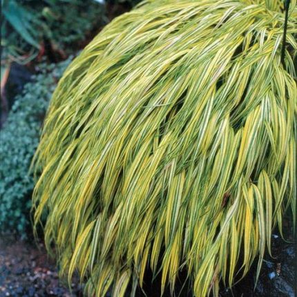 Hakonechloa 'Aureola'