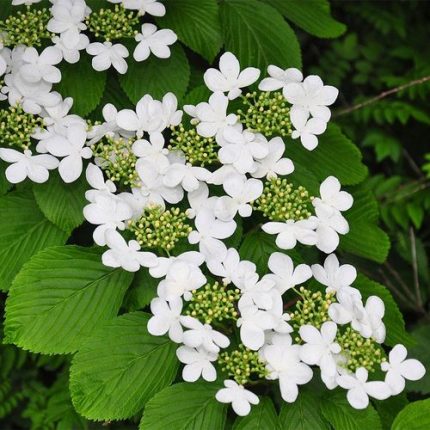 Viburnum 'Shasta'