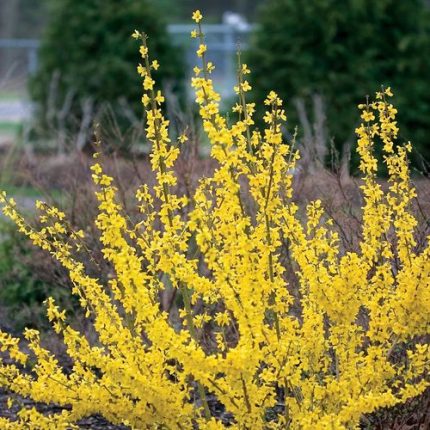 Show Off Forsythia