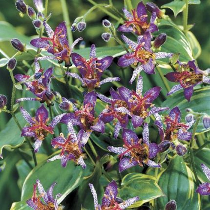 Tricyrtis 'Gilt Edge'