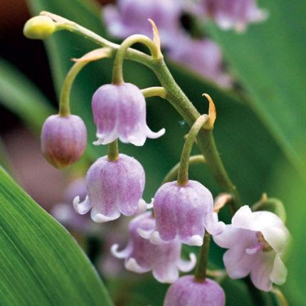 Convallaria rosea